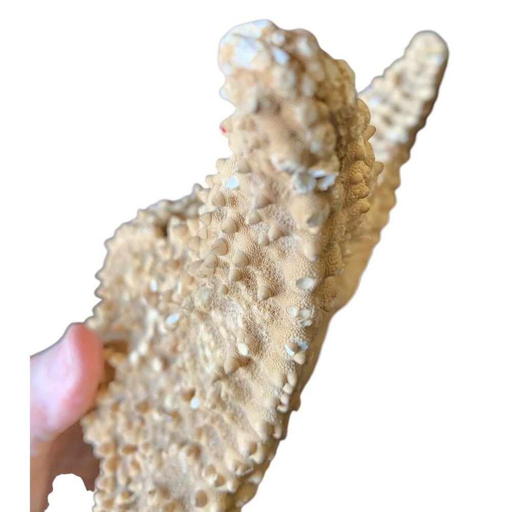 Starfish 10” Genuine Dried Ocean Sea Decor - Picture 10 of 10